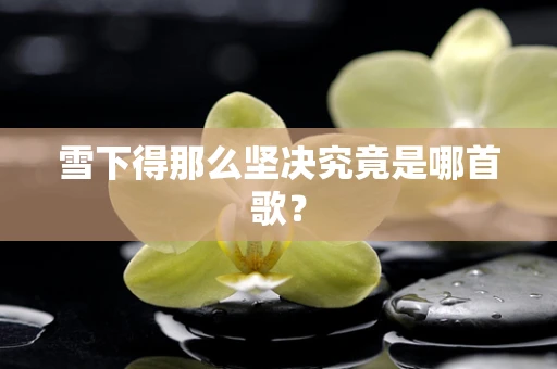 雪下得那么坚决究竟是哪首歌？