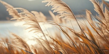 芦苇随风飞究竟是哪首歌？