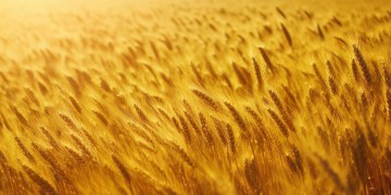 四月麦子熟了出自哪首歌？