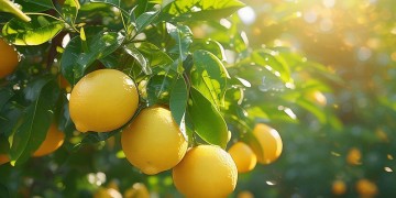 什么柠檬什么夏天究竟是哪首歌？
